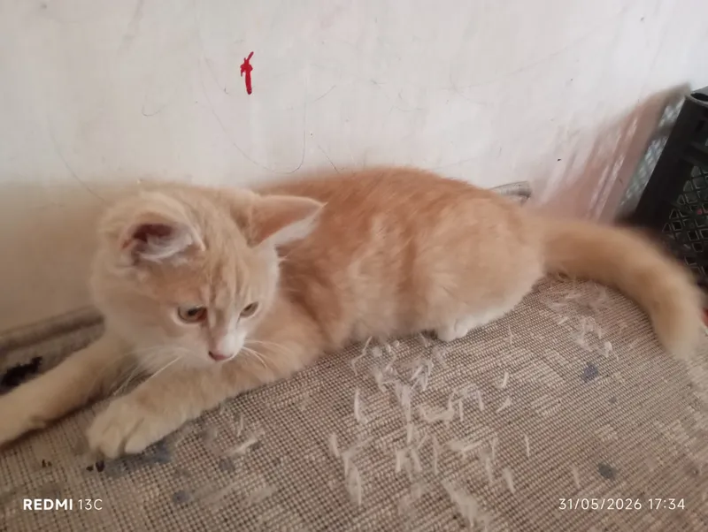 sotiladi toza aqili erkak mushuk — фото 1