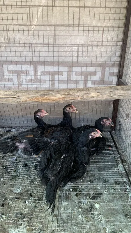 куланги сотилади 4 куланги сотилади 4