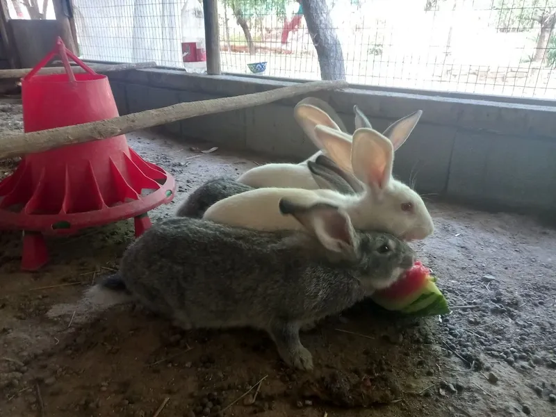 Quyonlar sotiladi 4 Quyonlar sotiladi 4