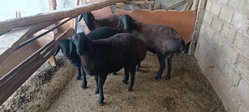 Ona bola Hisori qoʻylar sotiladi — фото 1