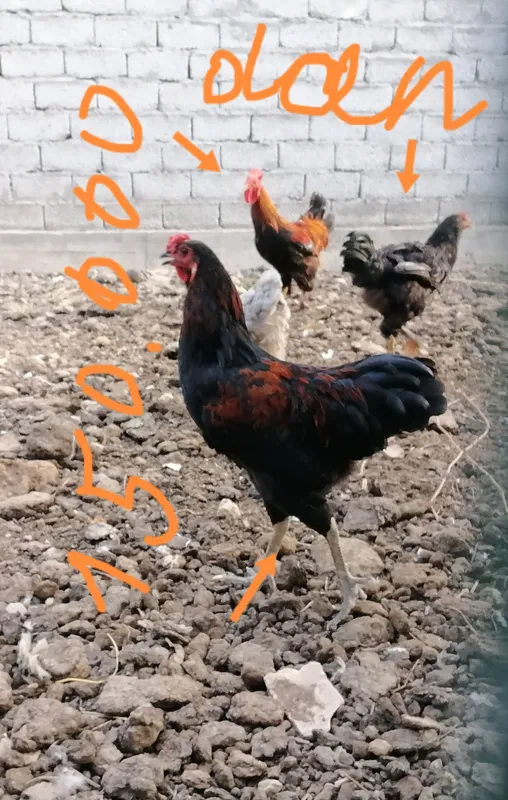 Продаются петухи, цыплята-петушки и японские перепела 1 Продаются петухи, цыплята-петушки и японские перепела 1