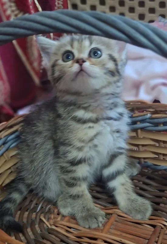 котята скоттиш фолд и скоттиш страйт 3 котята скоттиш фолд и скоттиш страйт 3