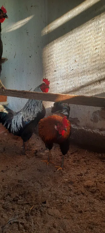 Rangli xorozlar tabiy ochirilgan inkubatsa emas — фото 3