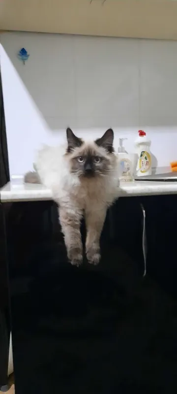 Сиамская кошка, 1 год, не стерилизована — фото 2
