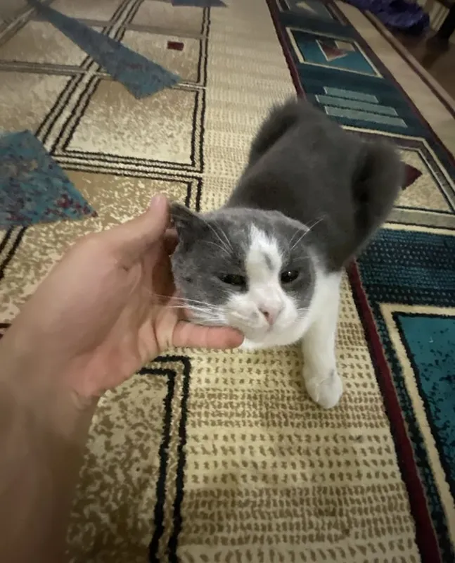 Очень красивый кот 2 Очень красивый кот 2
