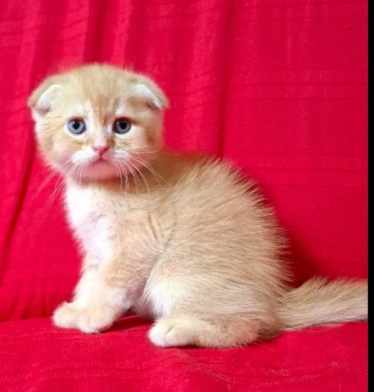 Срочно шотландские котята! — фото 2