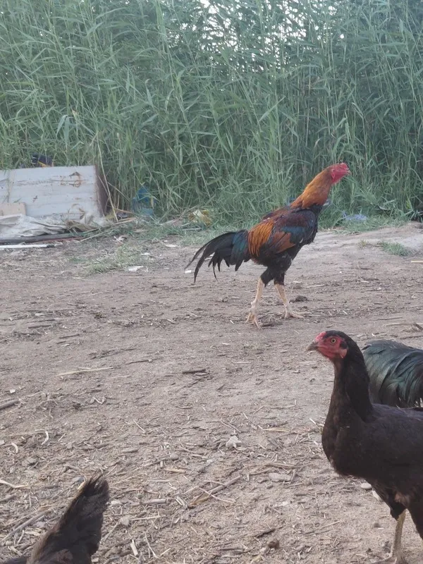 Kulang xoʻroz zoti toza
