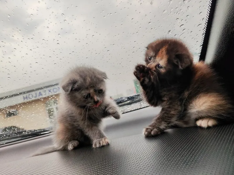 кошки плалсл лалам