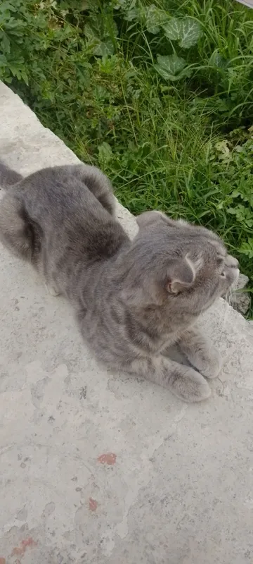 mushuk 2 yosh 2 mushuk 2 yosh 2