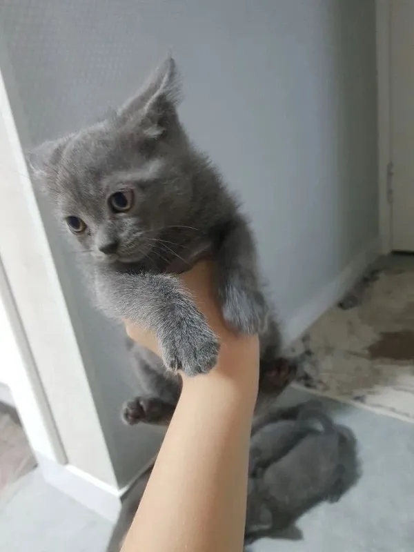 Кошка и ее котята продаются.
