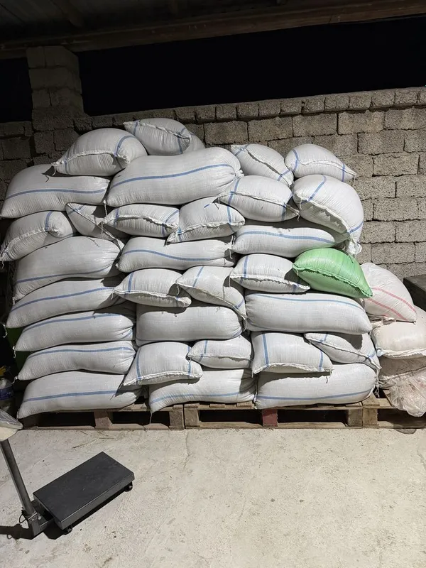 Продам пшеница бугдой сотаман 3