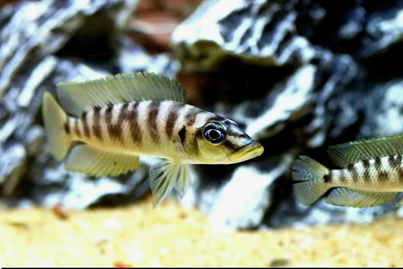 Neomprologus Fasciatus