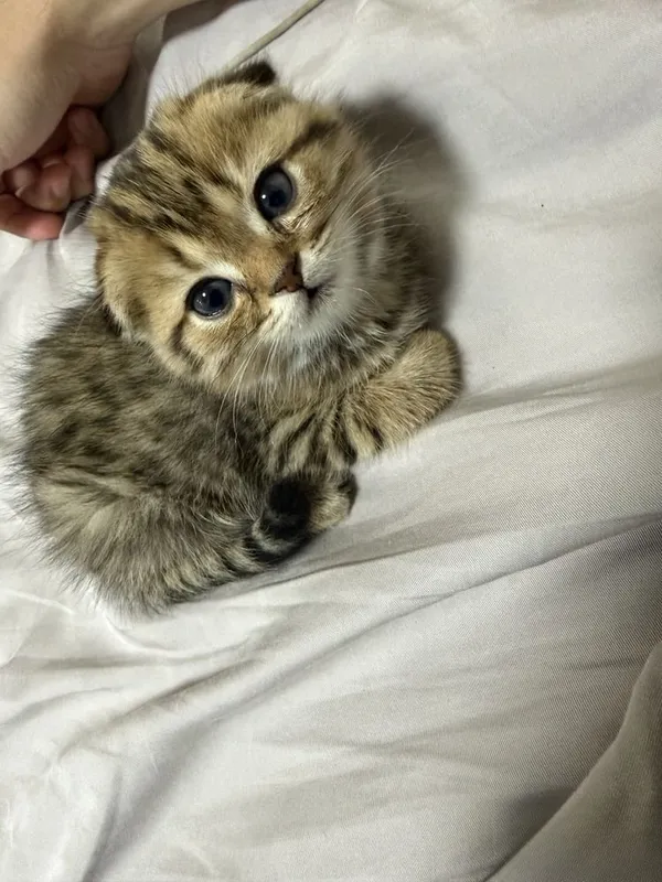 Scottish fold golden shaded 2 oylik 5 Scottish fold golden shaded 2 oylik 5
