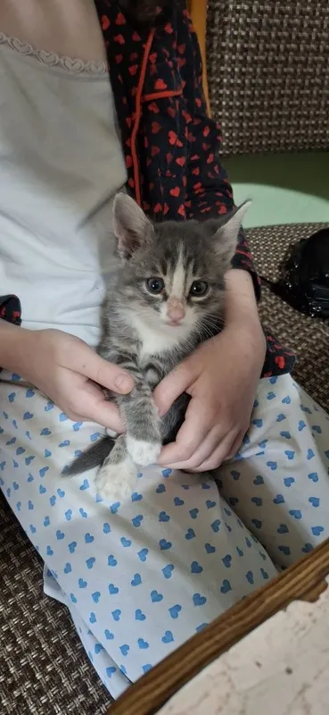 Отдаем котят в хорошие руки 3 Отдаем котят в хорошие руки 3