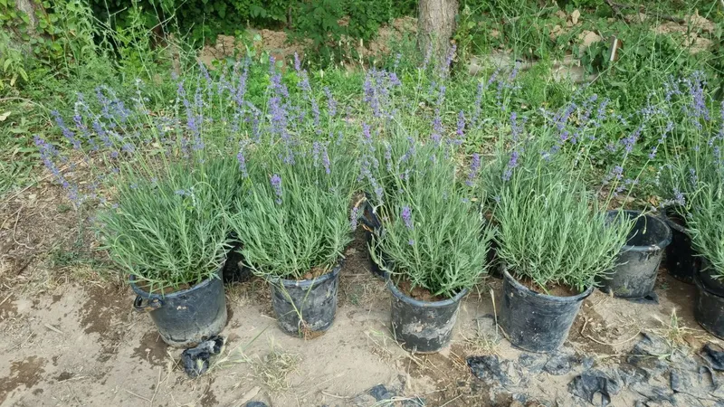 Lavanda gullari sotiladi 2