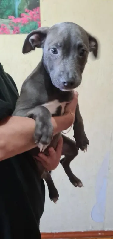 Pitbulteryer sotaman 3 Pitbulteryer sotaman 3