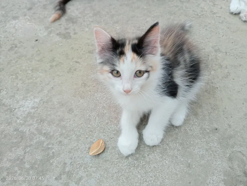 Мушукчалар / Котята — фото 3 Мушукчалар / Котята — фото 3