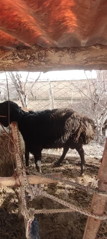 Qochqorla sotiladi