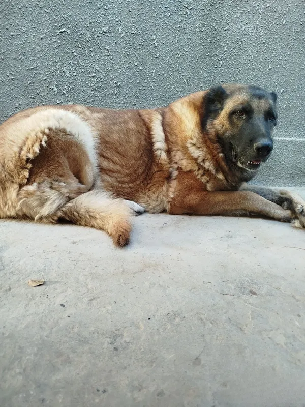 Osiyo cho‘pon itini sotaman 1 Osiyo cho‘pon itini sotaman 1
