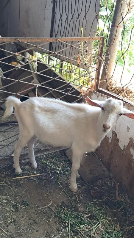 Zanin echki taka 1