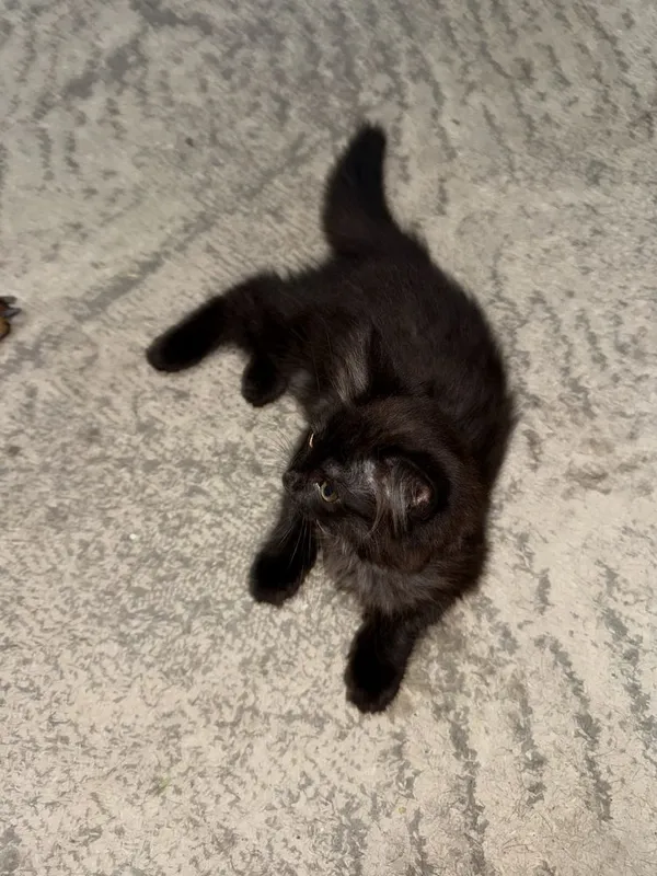 Котенок в хорошие руки