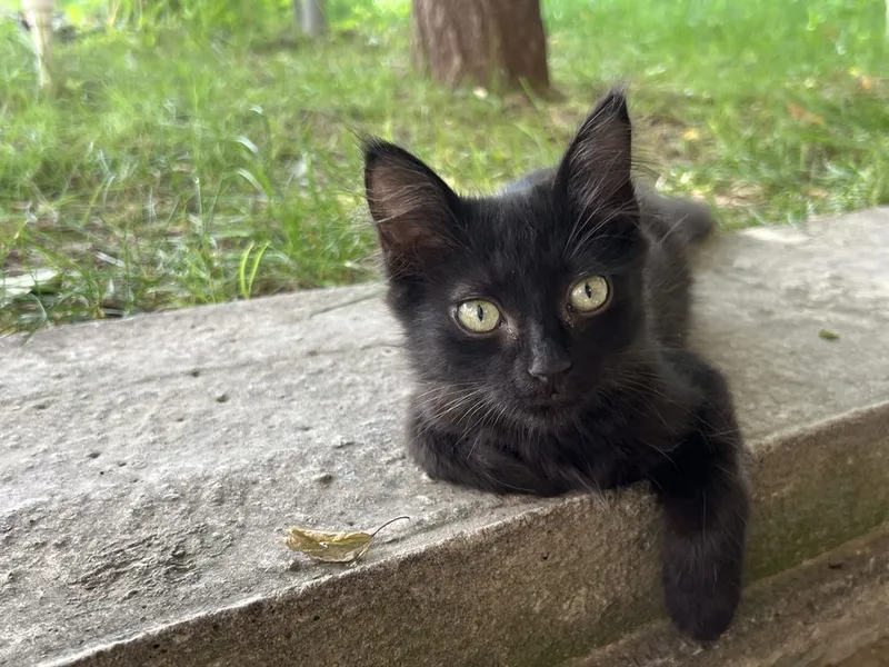 Отдам котят в хорошие руки 4 Отдам котят в хорошие руки 4