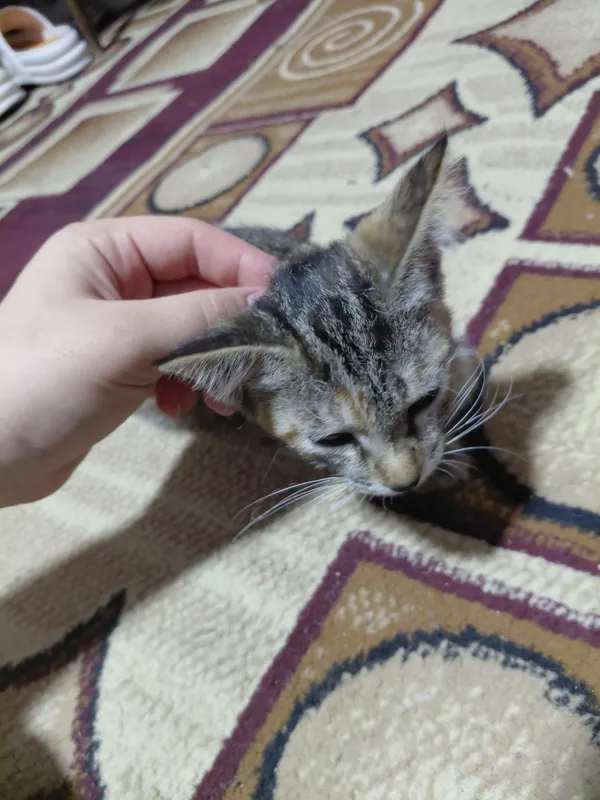 Кошка, маленькая 1.5 недели 3