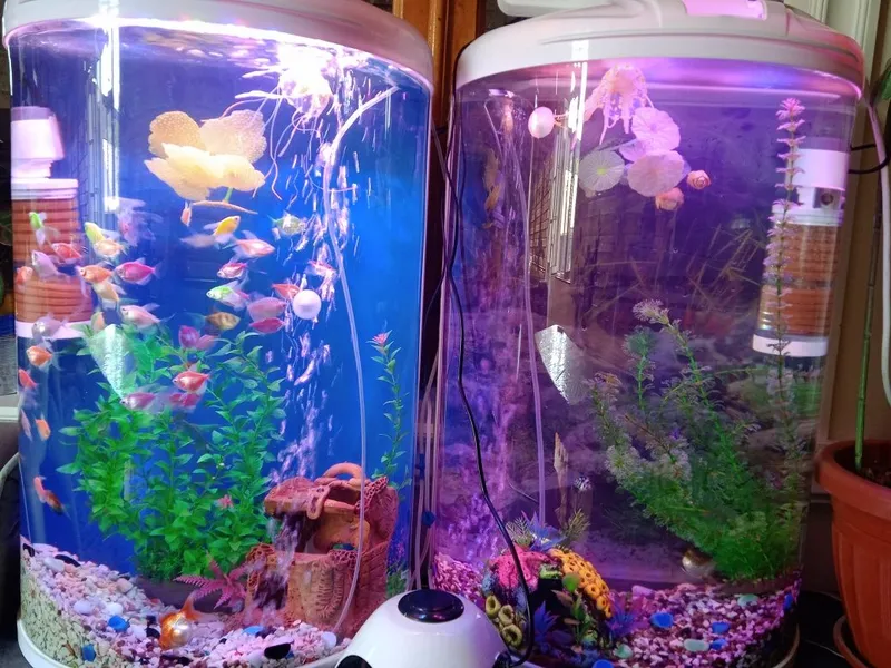 Akvarium va baliqlar bilan 6 Akvarium va baliqlar bilan 6