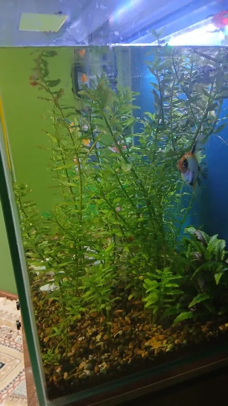 Suv oʻtlari akvarium uchun 1 Suv oʻtlari akvarium uchun 1