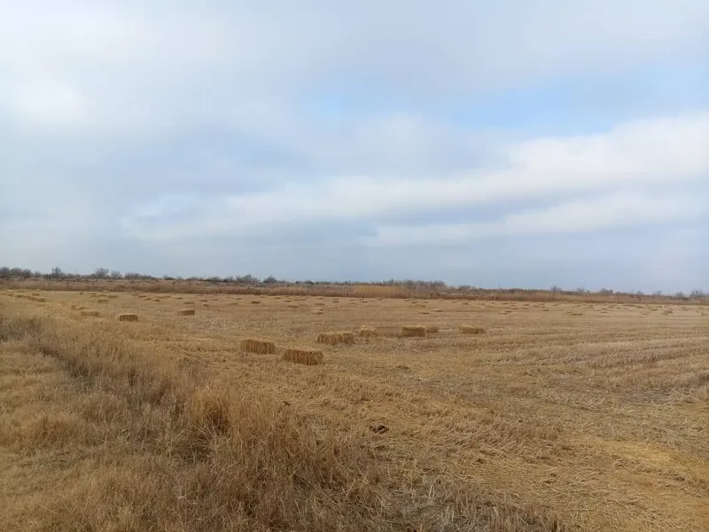 Шоли соман дастапкасини болади галишсак — фото 3