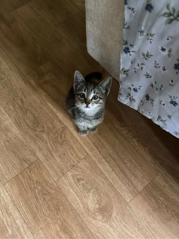 Котенок с окрасом табби — фото 1