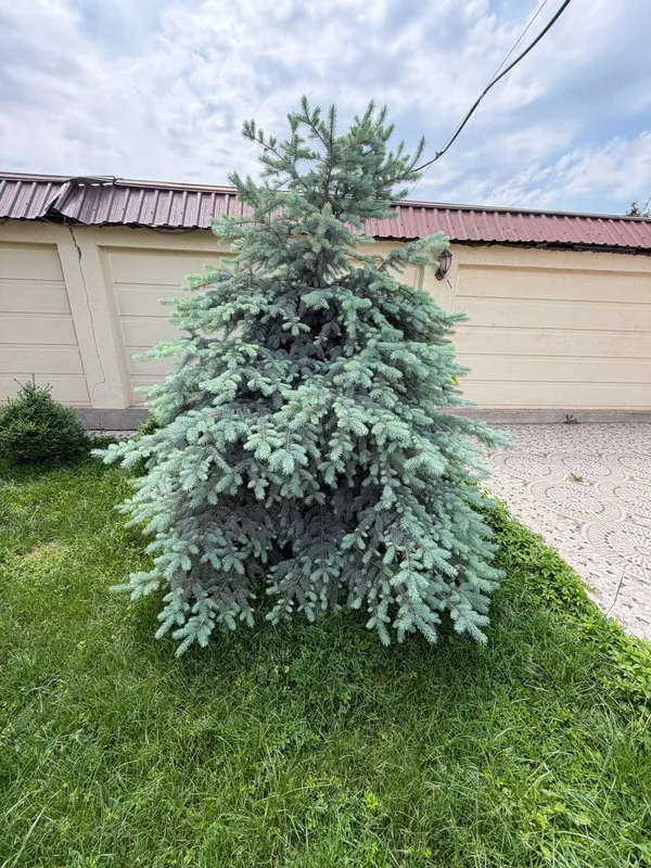 Oq archalar 3 ta. boyi 1,80 dan baland — фото 1