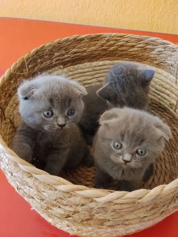 Котята очень игривые 1,5 месяца. Приучены к горшку и едят домашнюю еду — фото 1