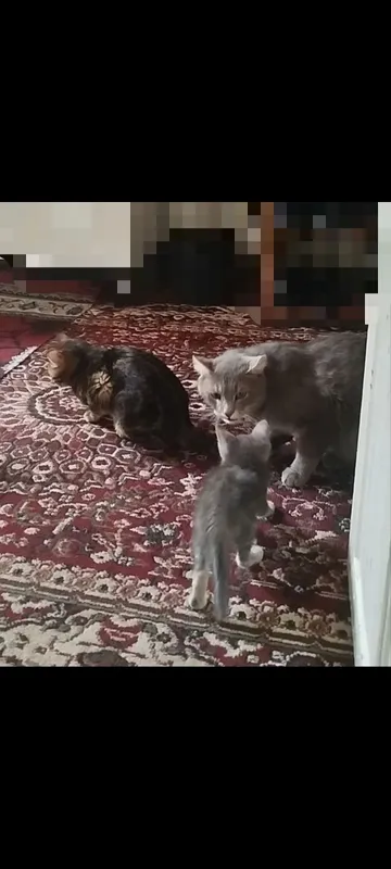 Mushukchalar hadiyaga beriladi 3 Mushukchalar hadiyaga beriladi 3
