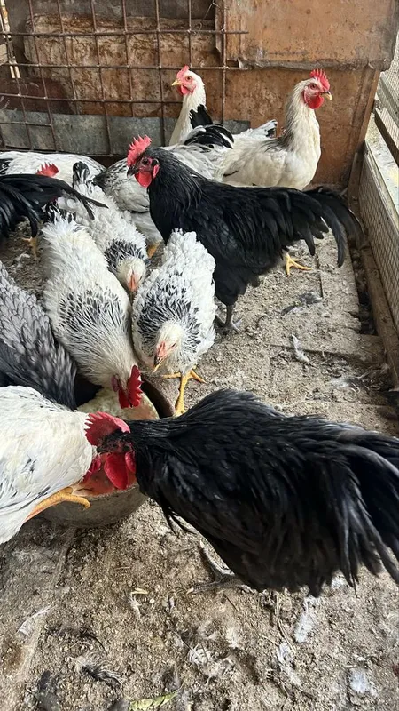 adler va qora shaxzoda xo’rozlari 2 adler va qora shaxzoda xo’rozlari 2