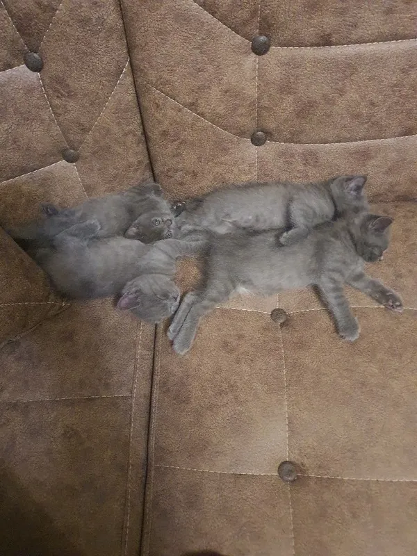 шотланские котята 1 шотланские котята 1