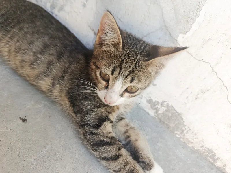 Отдам бесплатно домашнего котёнка, аккуратного. 4