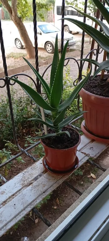 Aloe guli , Алое гули 4 Aloe guli , Алое гули 4