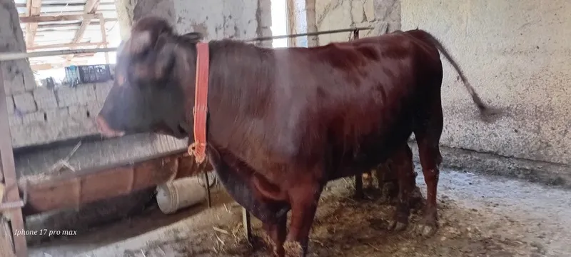 Novos estonski tozasi