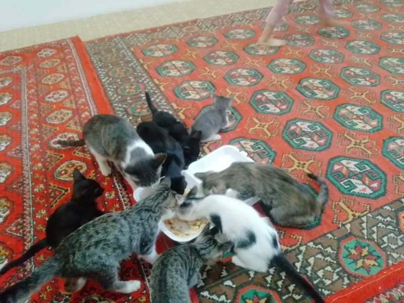 Mushukchalar hadya 5 Mushukchalar hadya 5