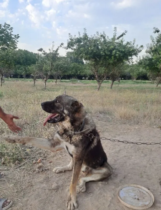 Alabay sotiladi srochna!! 2 Alabay sotiladi srochna!! 2