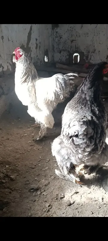 Brama va oddiy tovuqlar sotiladi