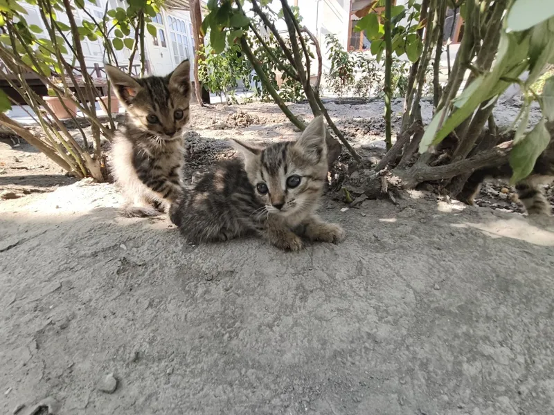Mushuk bervoriladi tekinga 7 Mushuk bervoriladi tekinga 7