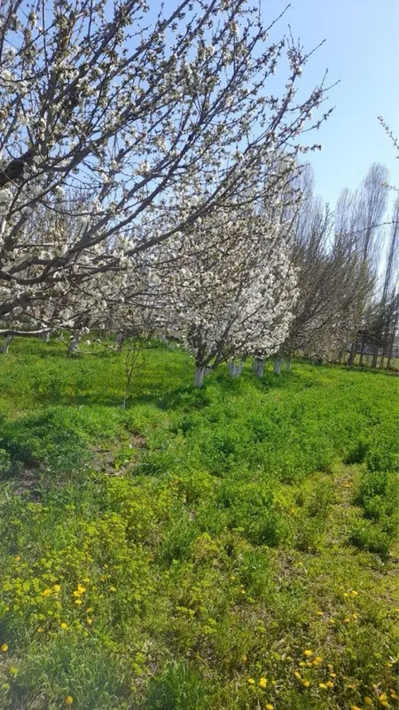Продается участок 20соток — фото 7