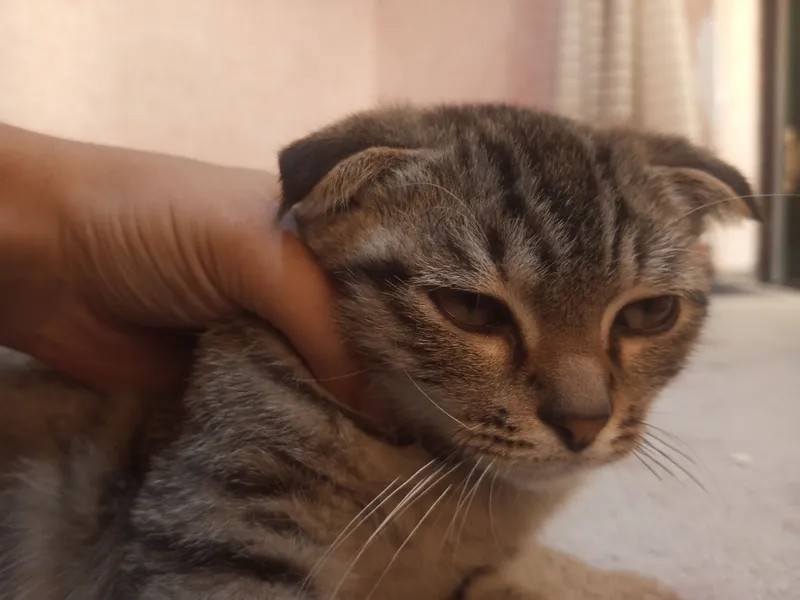 muwuk sotaman 1mlnga 3 muwuk sotaman 1mlnga 3