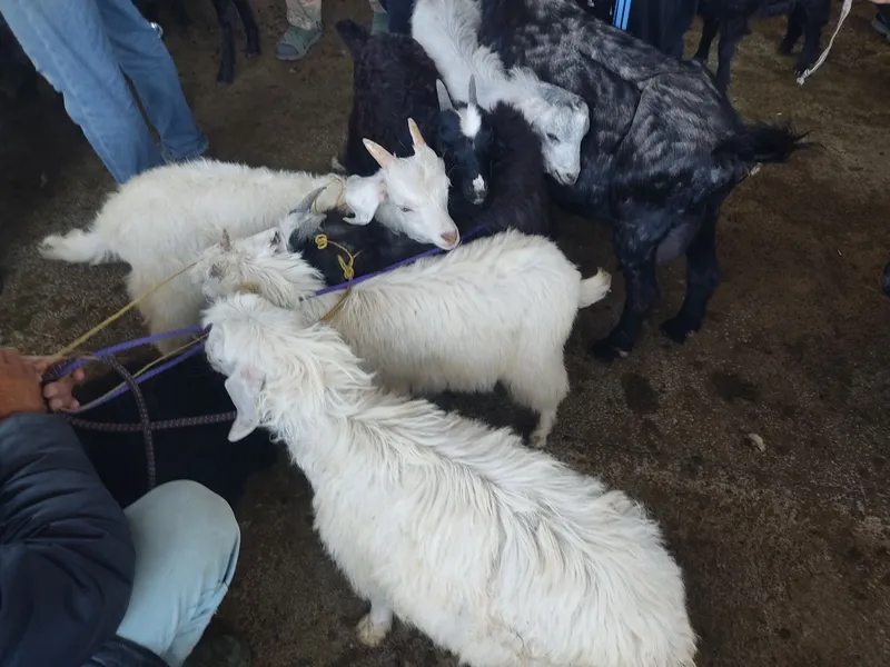 Echki goʻshti soyib sotamiz halol kelishilgan narxda