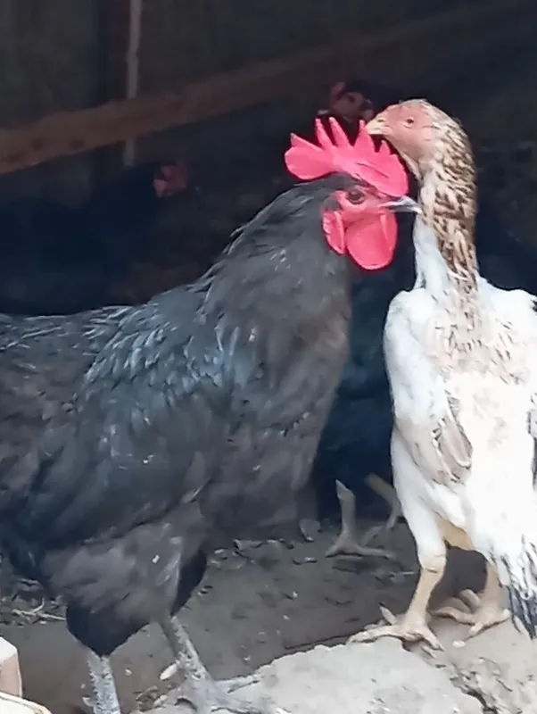 Xoroz tovuqlarimiz sotiladi 1 Xoroz tovuqlarimiz sotiladi 1