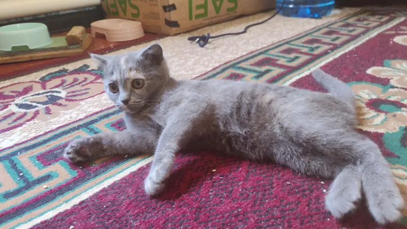 Котенок скотиш фолд 3 Котенок скотиш фолд 3
