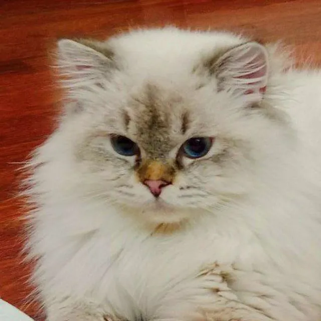 Вязка кот Скоттиш Страйт Хайленд колор Поинт — фото 4