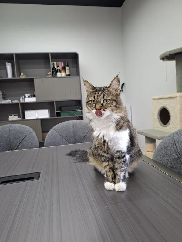 Котенок девочка кастрат 2 Котенок девочка кастрат 2